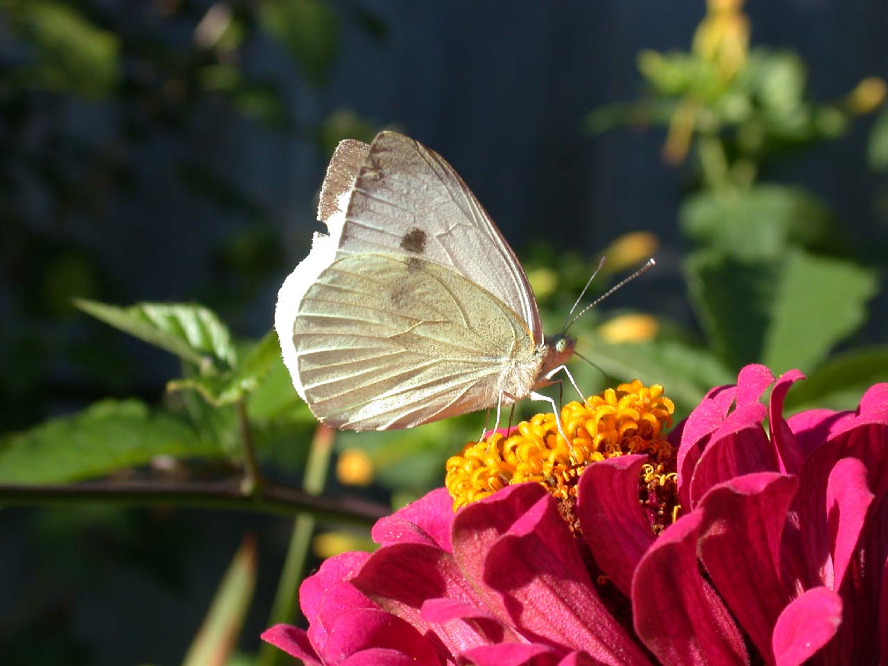 lepke2